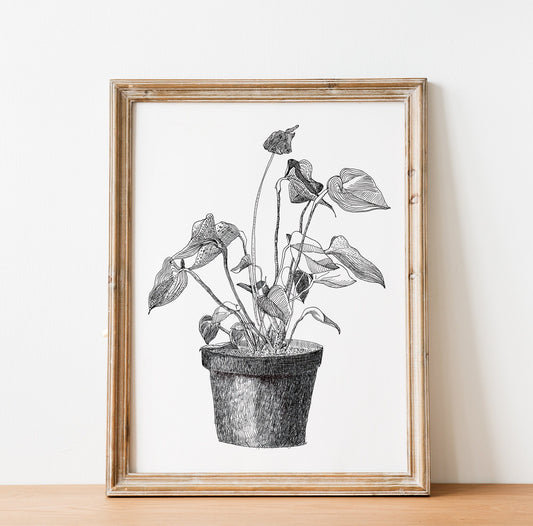 Anthurium Print, Botanical Wall Art, Black and White Floral Art, Home Plant in a flowerpot, Plants Lover Gift, Digital Download, Drawing