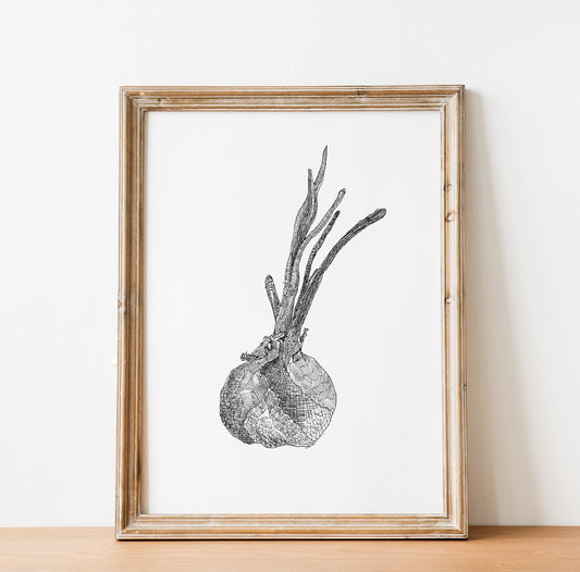 Onion Print, Vegetable Print, Digital Download, Pen Drawing, Kitchen Wall Decor, Black and White Illustration, Onion Printable, Vegan Print