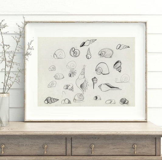 Sea Shell Print ~ Wall Art ~ Sea Vintage Decor ~ Beach Themed Nursery ~ Sea Room Decor ~ Coastal Home Decor ~ Sea Shell Pictures ~ Printable